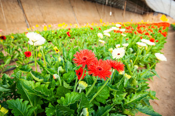 African chrysanthemum are in the greenhouse