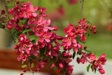 decorative wild apple tree blooming in pink. flowering apple tree close-up. Macro shot of apple tree flowers.