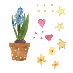 Watercolor hand drawn spring blue hyacinth in pot isolated on white background. Illustration bulb flower in ceramic brown pot with dots ornament, collection elements star, heart, yellow chamomile.