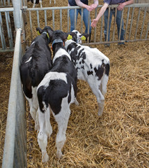 Calves at stable. Farming. Cattle breeding Netherlands