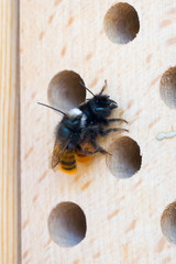 Closeup of wild Mason Bees (prob. European Orchard Bees, Osmia cornuta) mating at an insect hotel