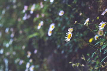 Daisy Flower © Sourav
