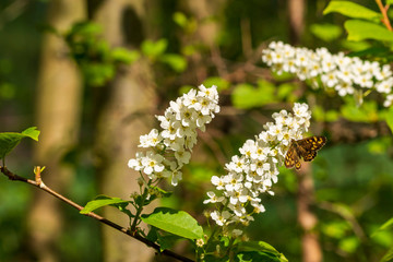 ein brauner Schmetterling an einer weißen Kirschlorbeerblüte