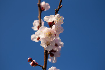Young twig with cherry blossoms. The flowers are pink in color and with many pollen for pollination.