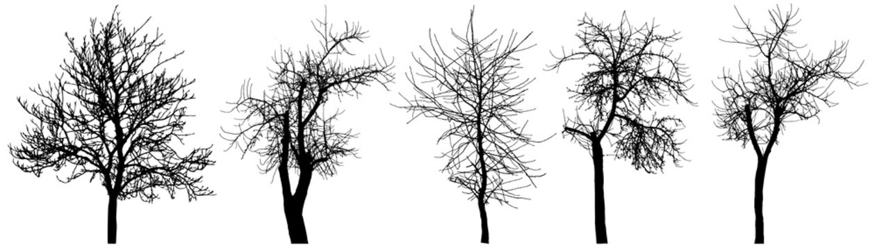 Bare trees (chestnut tree, apple tree, cherry tree), set of silhouette. Vector illustration