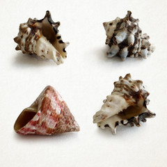 
seashells isolated on white background