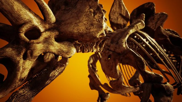 Triceratops fossil dinosaur skeleton