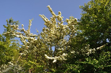 hawthorn flowers in Brittany.