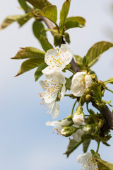 white cherry flowers on a branch