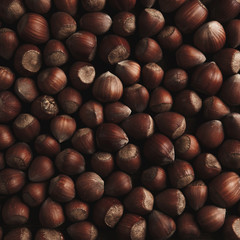 Fresh organic filbert. Hazelnuts background and texture.