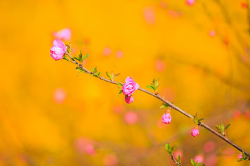 the plum trees bloom, Peach blossoms in bloom