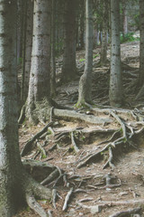 góry las krajobraz w słońcu