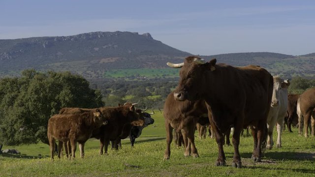 Retinta breed calves grazing in the spring of the Pedroches Valley. Limousin. Angus