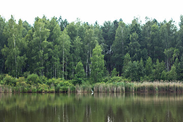 Fototapeta na wymiar Beautiful summer landscape, lake forest