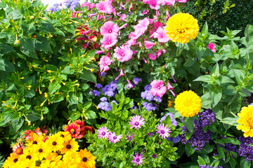 Bright flowers on a flower bed.