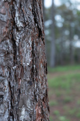 close up of a tree cracky bark