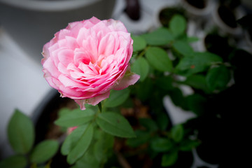 Pink roses blooming. Our call this species miyako.