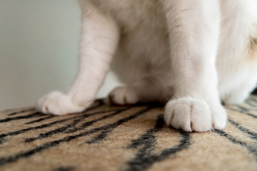 An image of a cat's paw with white fur stepped on a tiger pattern.