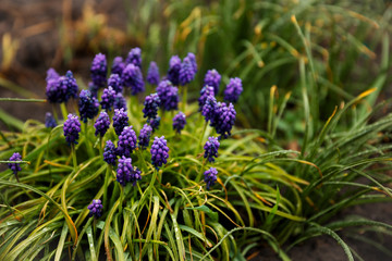 violet flowers in a rustic garden