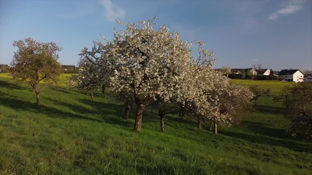 bl&uuml;hende Kirchb&auml;ume bei Dohr, Eifel, Rheinland-Pfalz, Deutschland