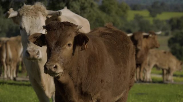 Retinta breed calves grazing in the spring of the Pedroches Valley. Limousin. Angus