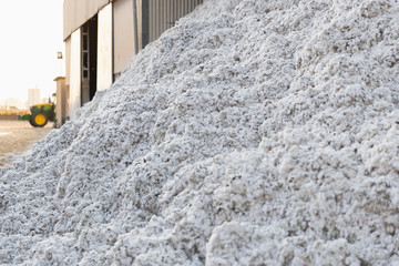 Piles of seed cotton in a ginning mill in Greece during harvesting season