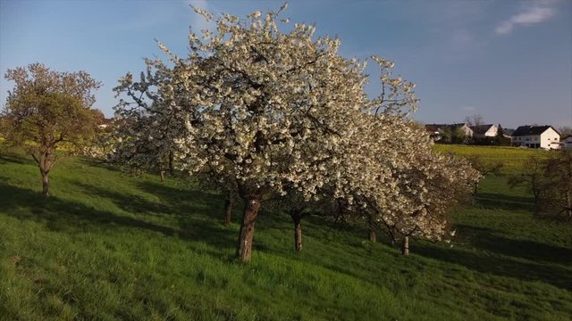 bl&uuml;hende Kirchb&auml;ume bei Dohr, Eifel, Rheinland-Pfalz, Deutschland