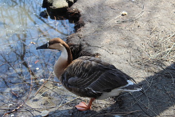 duck on the lake
