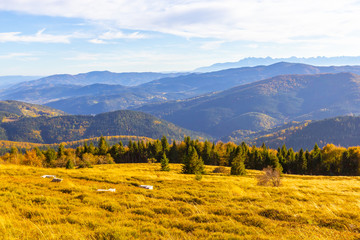 Bright yellow grass against the background of autumn mountains