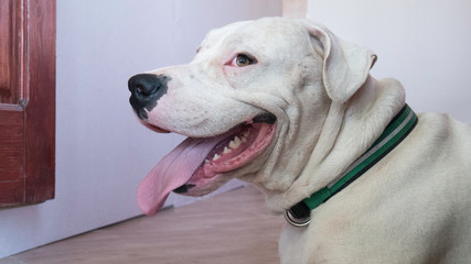 Close up porter of a white smiling dog Dogo Argentino.