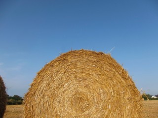 Round straw bales in harvested field