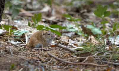 a vole in the forest