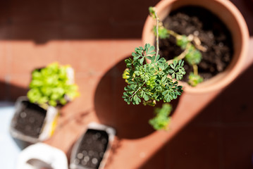 terrace garden in the terrace in spring, with terracotta jar and equipment