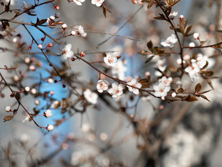 blossom branch