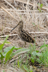 Bécassine des marais,.Gallinago gallinago, Common Snipe