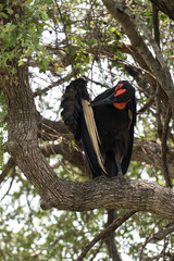 Bucorve du Sud, Grand calao terrestre, Bucorvus leadbeateri, Southern Ground Hornbill