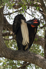 Bucorve du Sud, Grand calao terrestre, Bucorvus leadbeateri, Southern Ground Hornbill