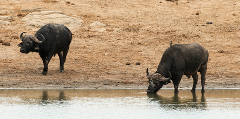 Buffle d'Afrique, Syncerus caffer, Parc national Kruger, Afrique du Sud