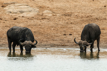 Buffle d'Afrique, Syncerus caffer, Parc national Kruger, Afrique du Sud