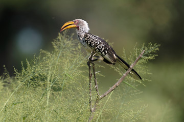 Calao leucom&egrave;le,.Tockus leucomelas, Southern Yellow billed Hornbill