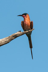 Guêpier carmin,..Merops nubicoides, Southern Carmine Bee eater