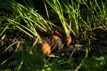 Carrots from an organic garden