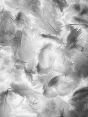 Beautiful abstract white and black feathers on white background and soft white feather texture on white pattern and dark background, gray feather background, black banners
