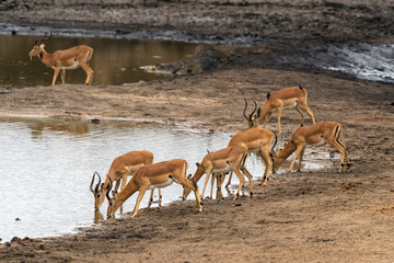 Impala, Aepyceros melampus