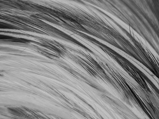 Beautiful abstract white and black feathers on white background and soft white feather texture on white pattern and dark background, gray feather background, black banners