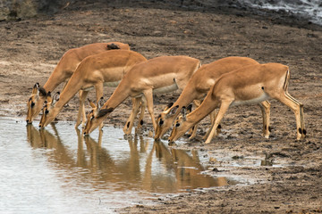 Impala, Aepyceros melampus