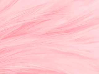 Beautiful abstract white and pink feathers on white background and soft white feather texture on pink  pattern and pink background, feather background, pink banners