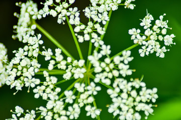 White flower close up