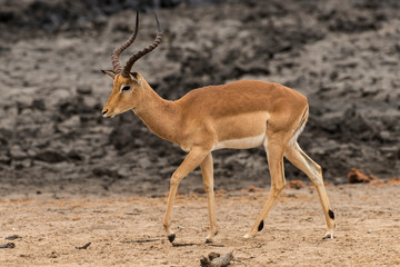 Impala, male, Aepyceros melampus