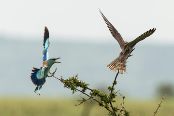Faucon lanier,.Falco biarmicus, Lanner Falcon, Rollier d'Europe,.Coracias garrulus, European Roller